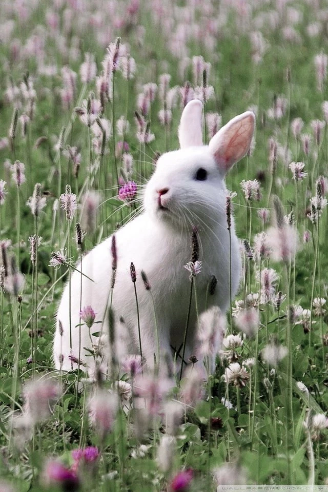 Rabbit In Flower Field HD Desktop Wallpapers : Widescreen : High ...