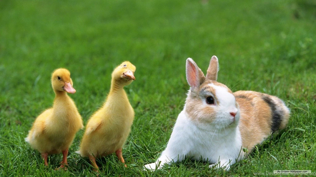 Wallpapers Animal Rabbit Walpaper 1366x768