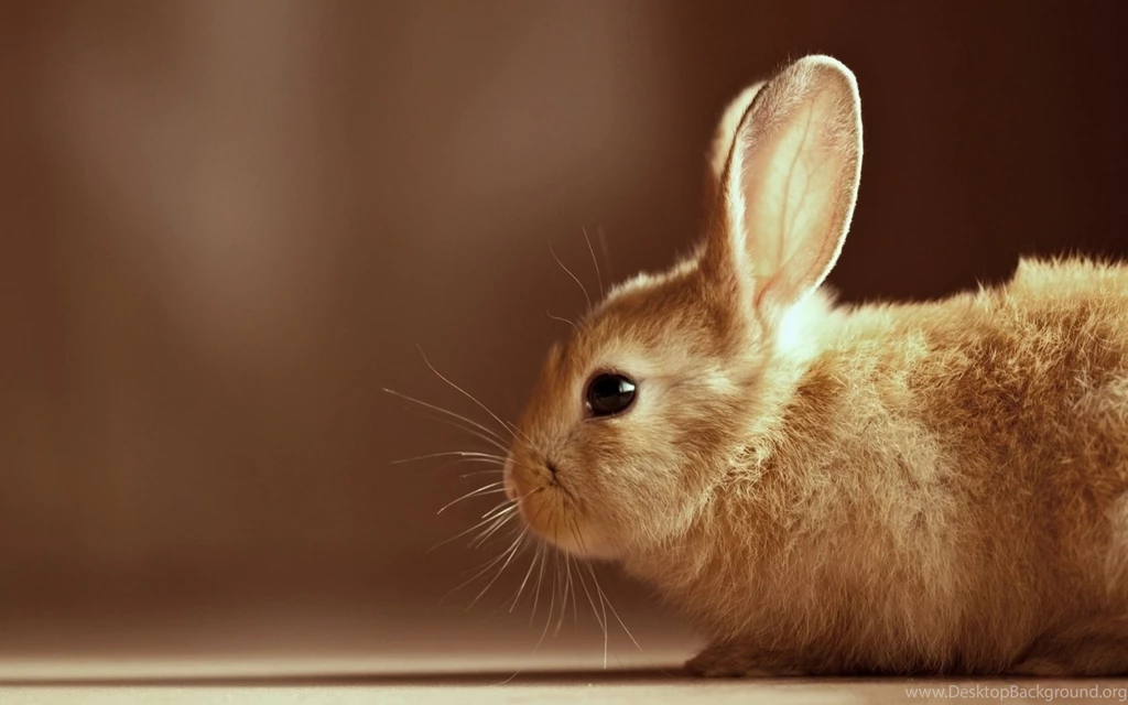Rabbit Doubt Wallpapers Rabbit Desktop Wallpapers Pig Rabbit ...