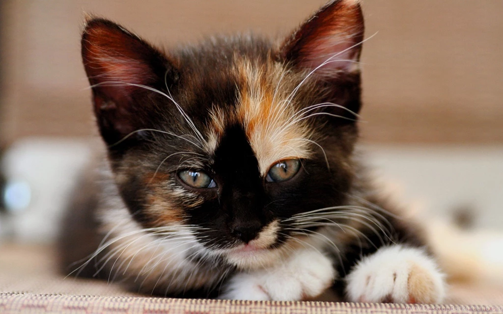 Calico Cat Wallpapers Cute Cat Wallpapers Desktop Background