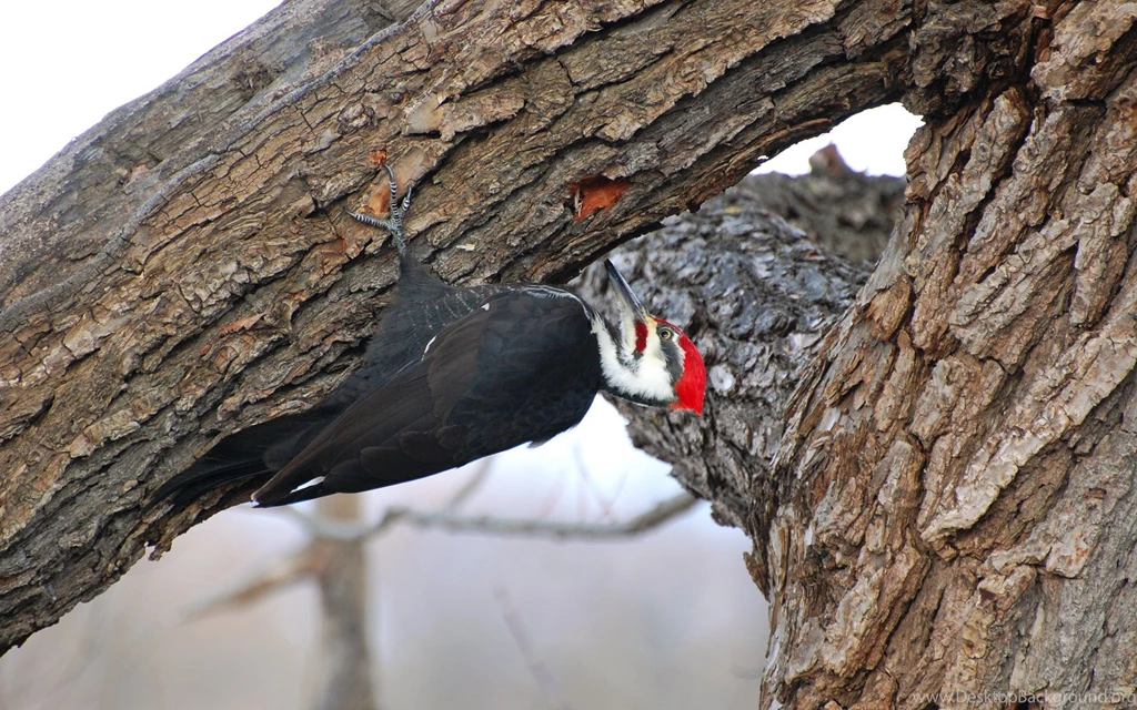 Suzanne Britton Nature Photography: Pileated Woodpecker