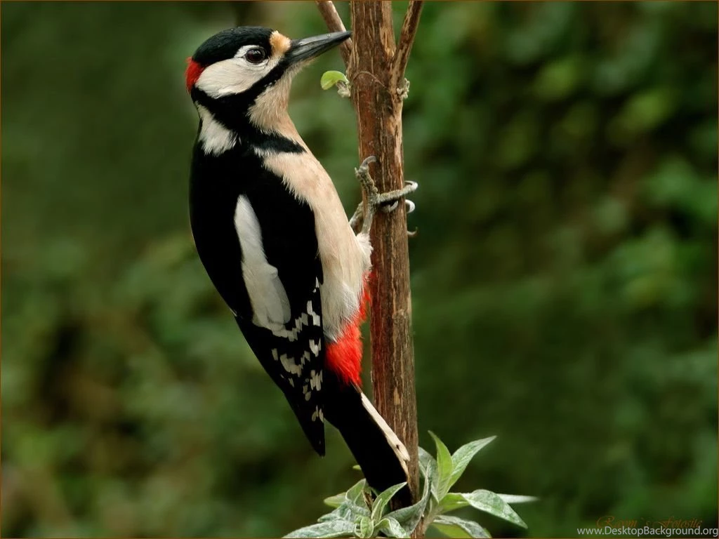 Woodpecker Wallpapers Wallpapers Cave