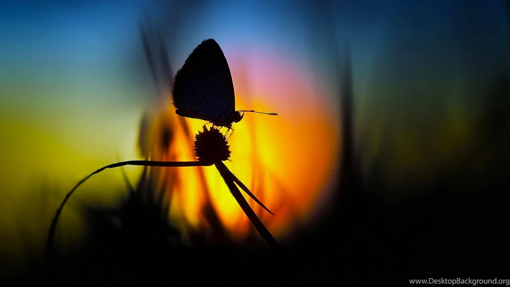 Butterfly Sun Eclipse Wallpapers