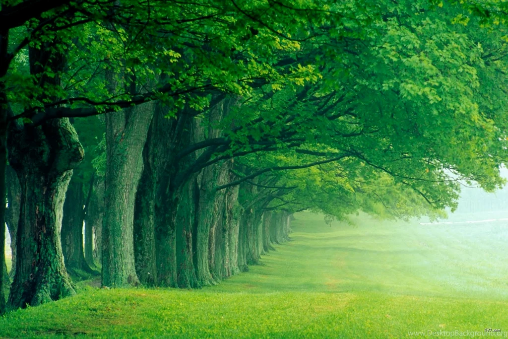 High Quality Nature Wallpaper,desktop Wallpapers