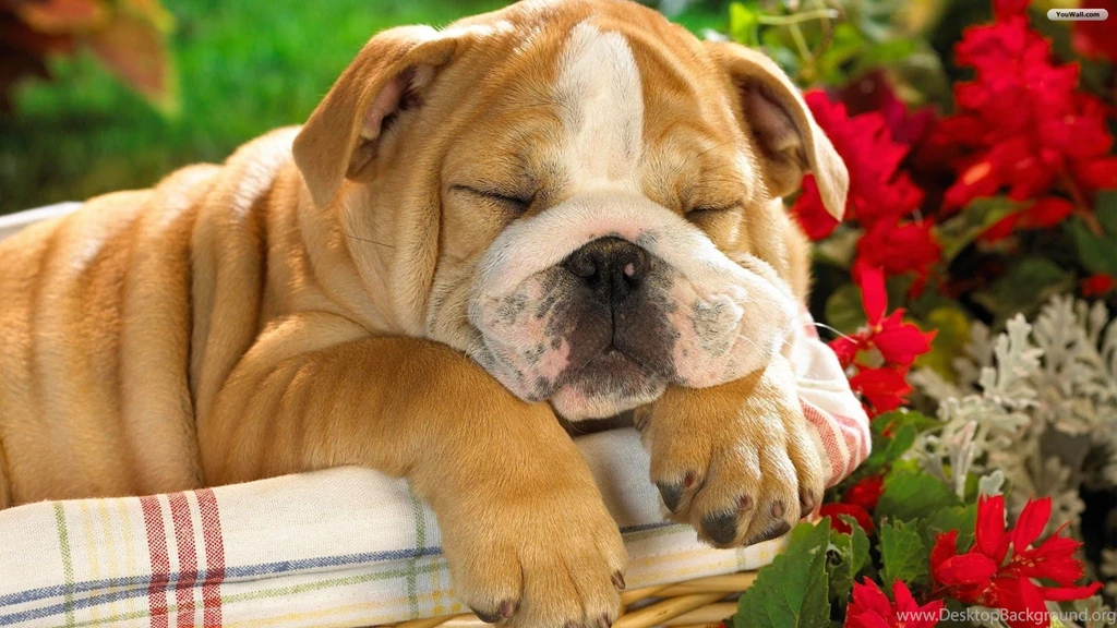 Puppies Cute Animal Hd Wallpapers Puppies Cute Animal 2