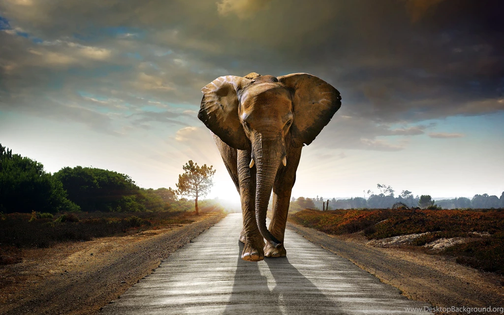 Magnificent Africa HQ Wallpapers