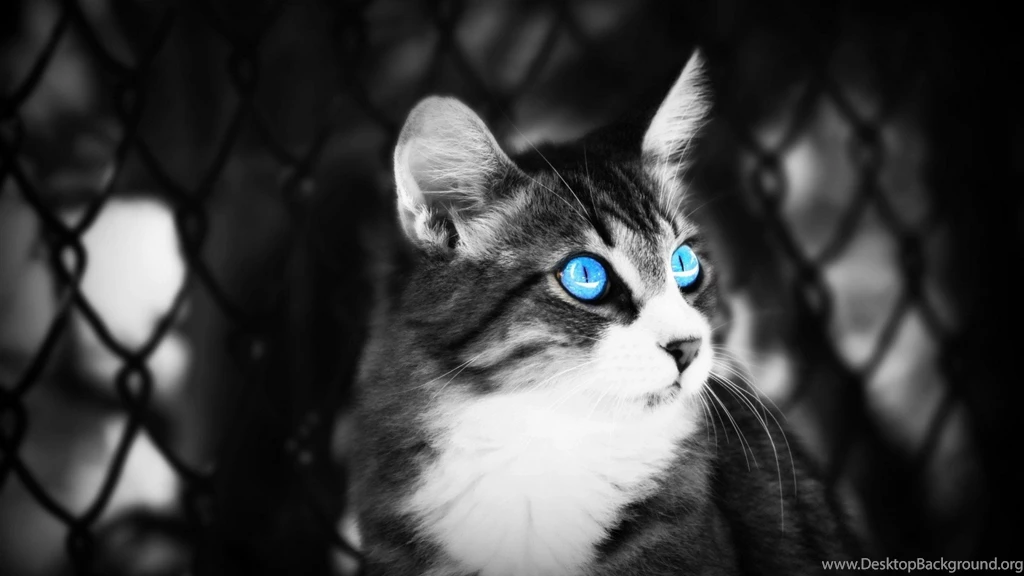 Black And White Cat Wallpapers 3578 1920x1080 UMad.com
