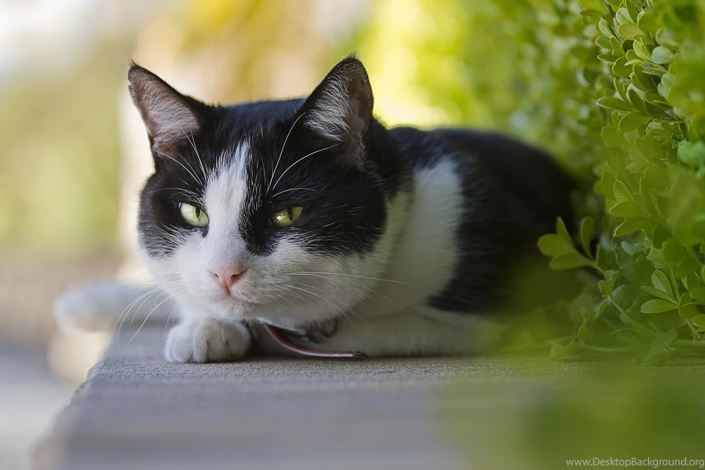Cats Wallpaper. Photos.