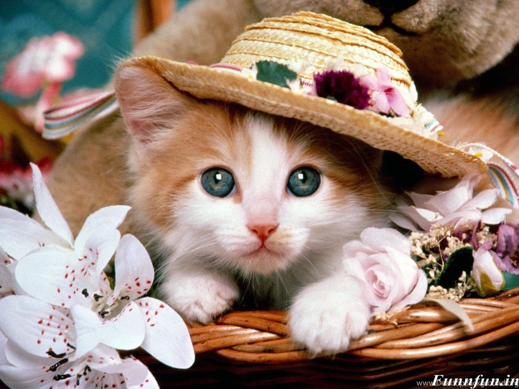Cute Wallpapers Free Download For PC ABestHdWallpapers.Com