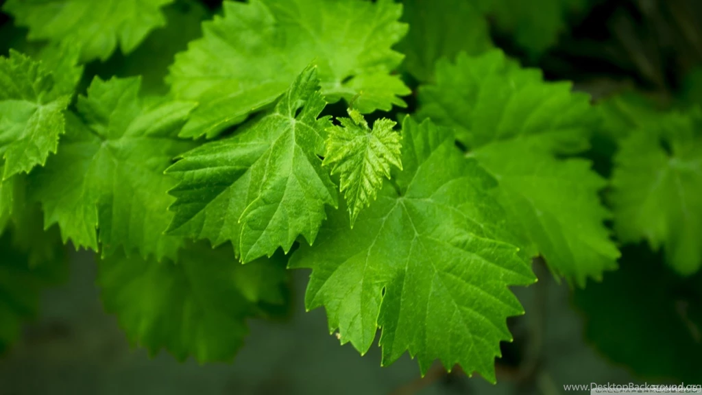 Grape Leaves HD Desktop Wallpapers : High Definition : Mobile
