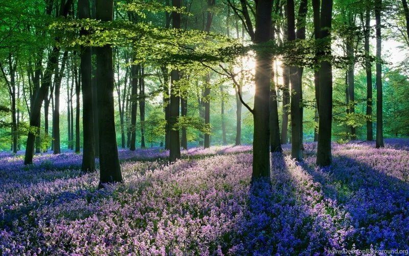 Nature,landscapes Landscapes Nature Trees Forest 2560x1600 ...
