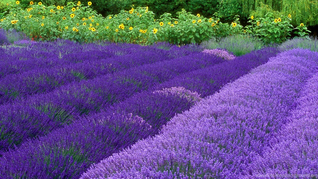 Purple Haze Lavender Farm Sequim Washington HD Wallpapers ...