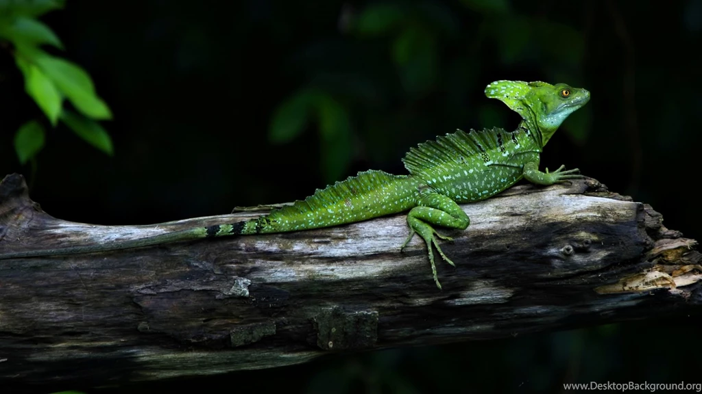 Nature Wallpapers Reptiles