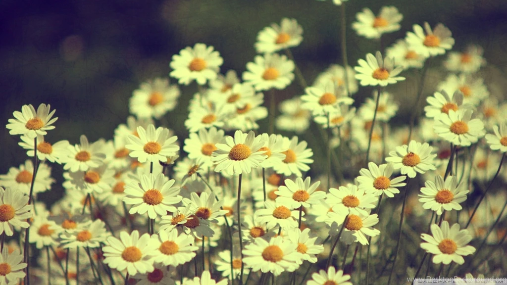 Vintage Daisies Tumblr Field Of Daisies Tumblr Vintage Daisies Desktop Background