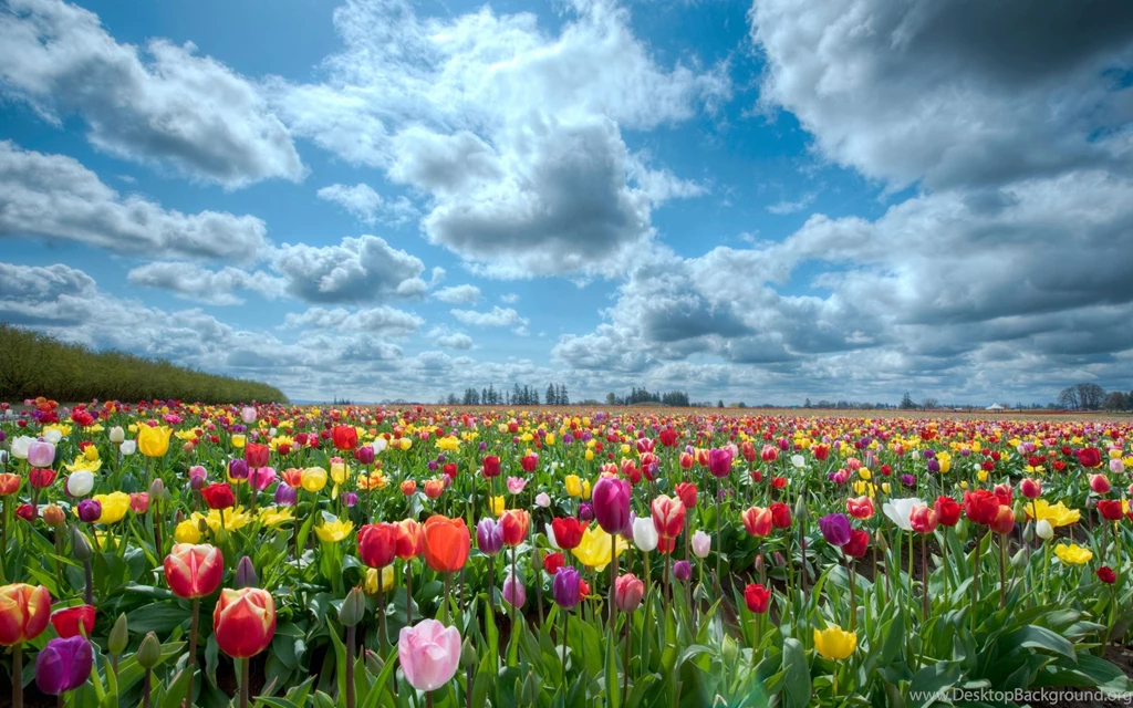Tulip Fields Of Beautiful Flowers Wallpapers HD Free Download