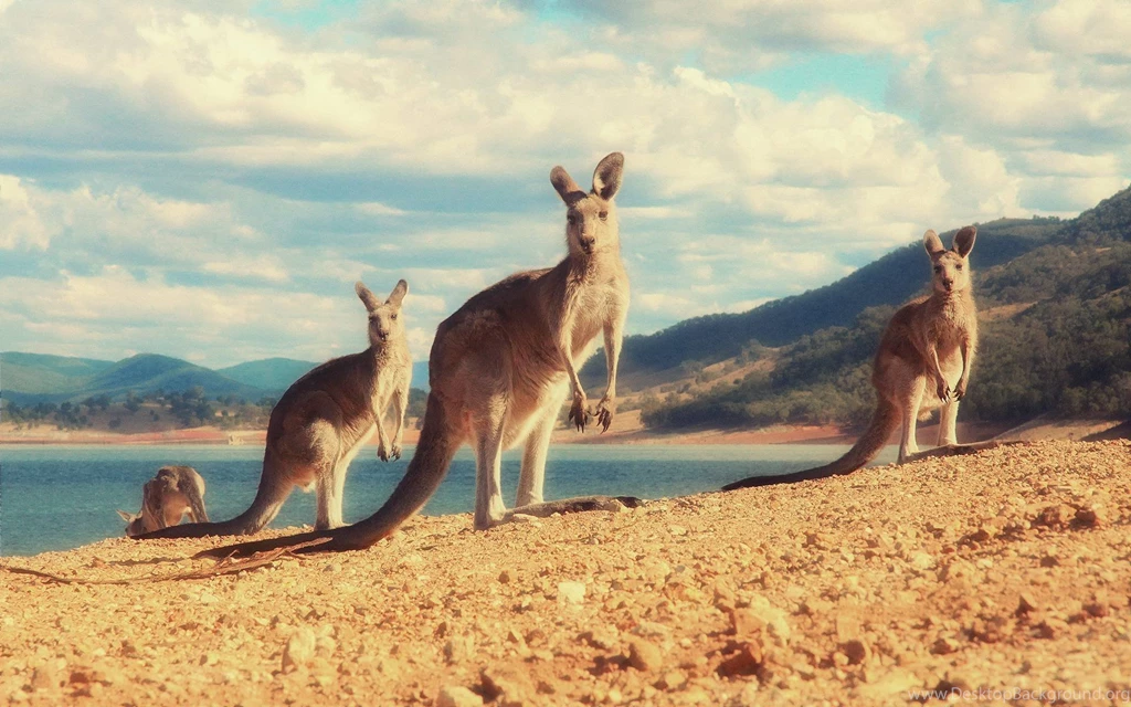 Kangaroo Wallpapers 14 HD Wallpaper Backgrounds