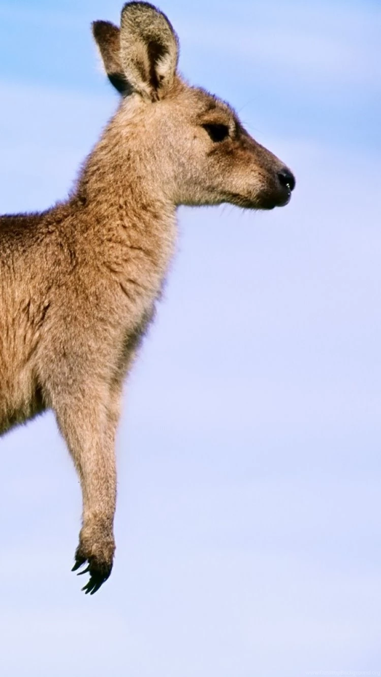 iPhone 6 Kangaroo Wallpapers HD, Desktop Backgrounds 750x1334