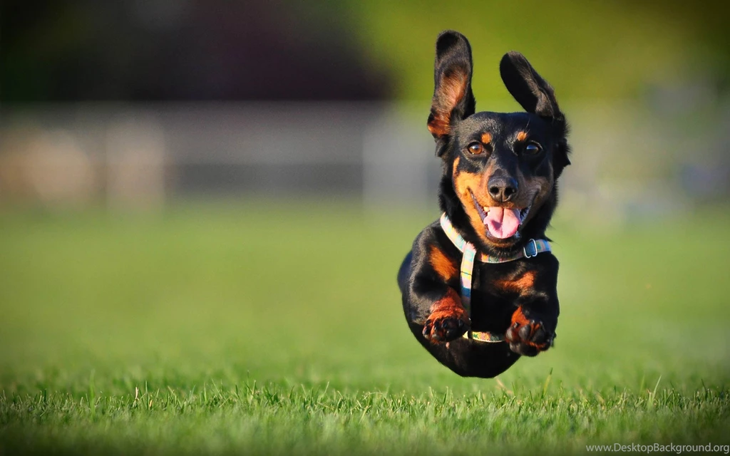 26 Dachshund HD Wallpapers