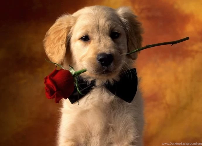 Wallpapers Garrysmod Full Hd Cute Dog 690x500