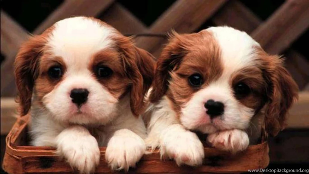 Download Free HD Cute Dog Live Wallpapers The Quotes Land