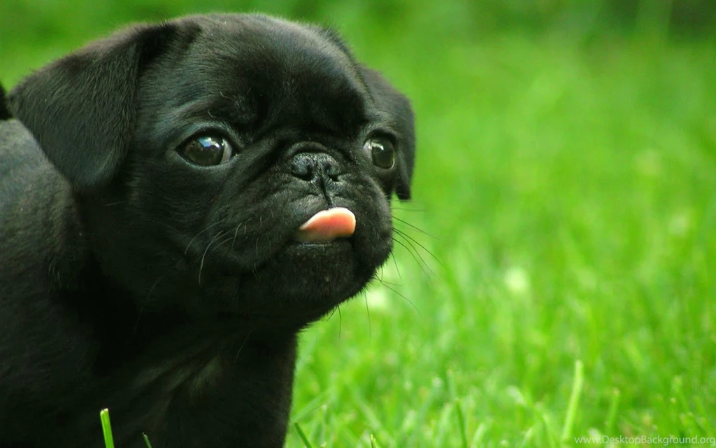 Cute Vodafone Dog High Definition For Desktop Wallpapers