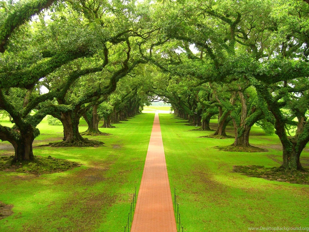 high-definition-oak-tree-desktop-background