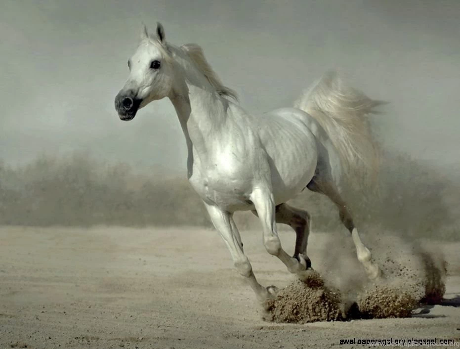 Running Horse Wallpapers Desktop Backgrounds