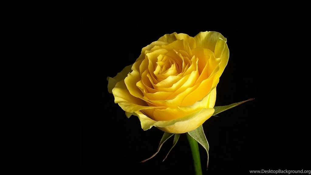 Yellow Rose Wallpapers Pictures 10342 1366x768 UMad.com
