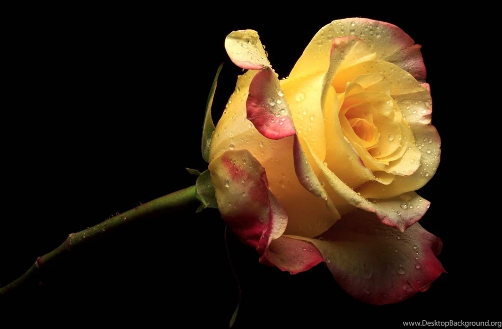 Yellow Rose Wallpapers Automotive Lux
