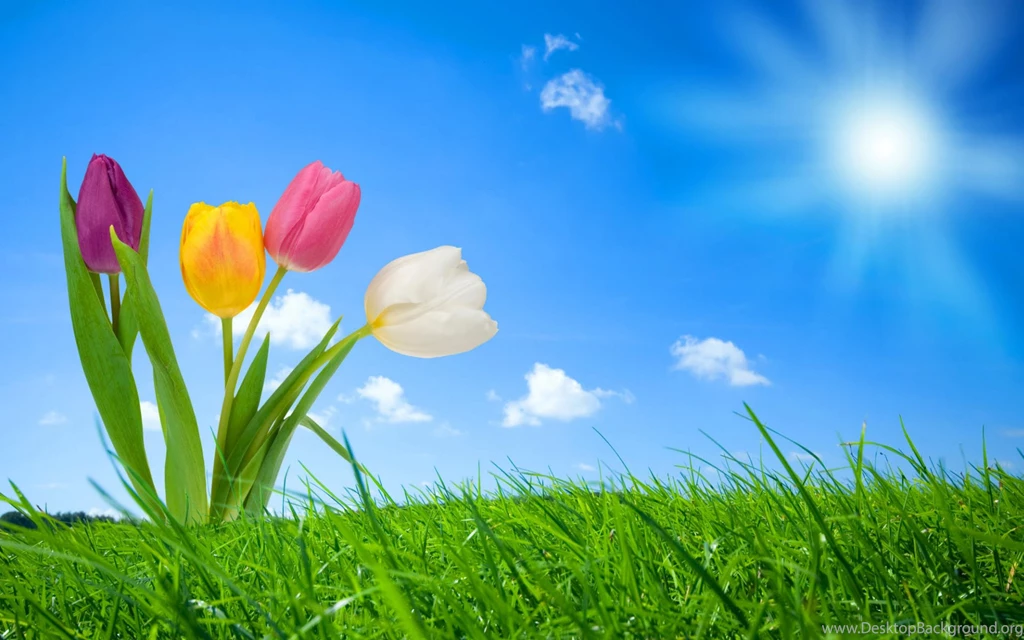 Wallpaper Backgrounds For Your Desktop. All Nature Wallpapers Are ...