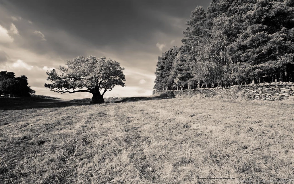 Wallpapers Black And White Trees Desktop Background