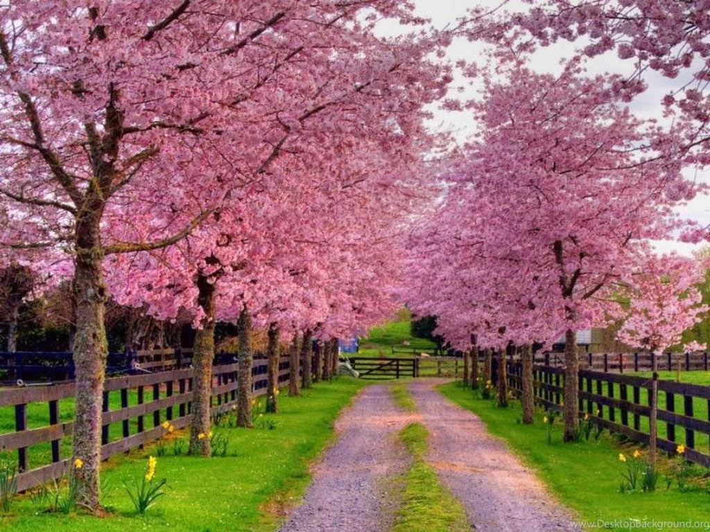Download Free Spring Drive Way The Wallpapers 1024×768 Hd