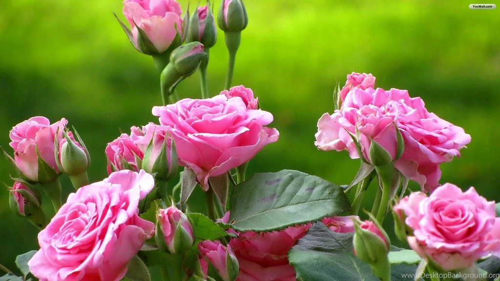 YouWall Pink Roses Wallpapers Wallpaper,wallpapers,free ...