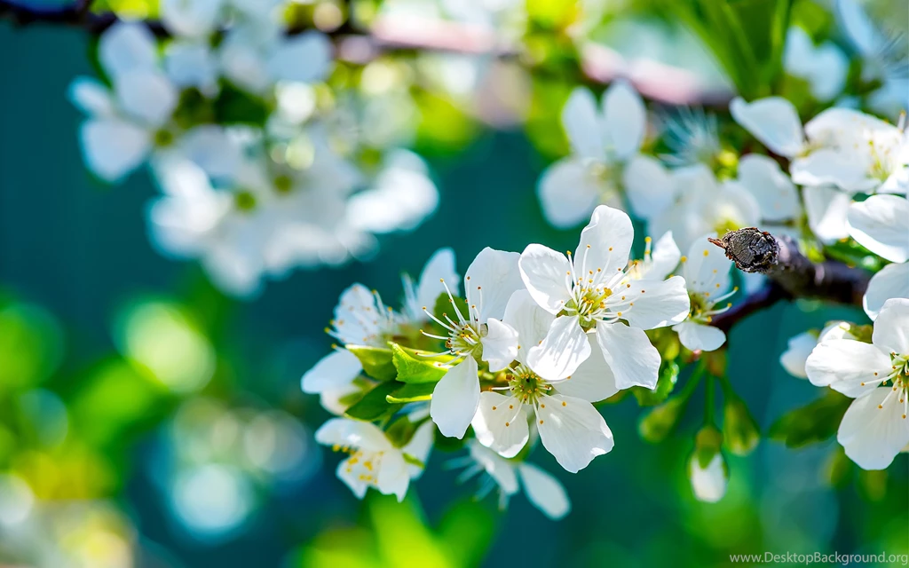 Flowers Desktop Backgrounds 8245 HD Wallpapers Site
