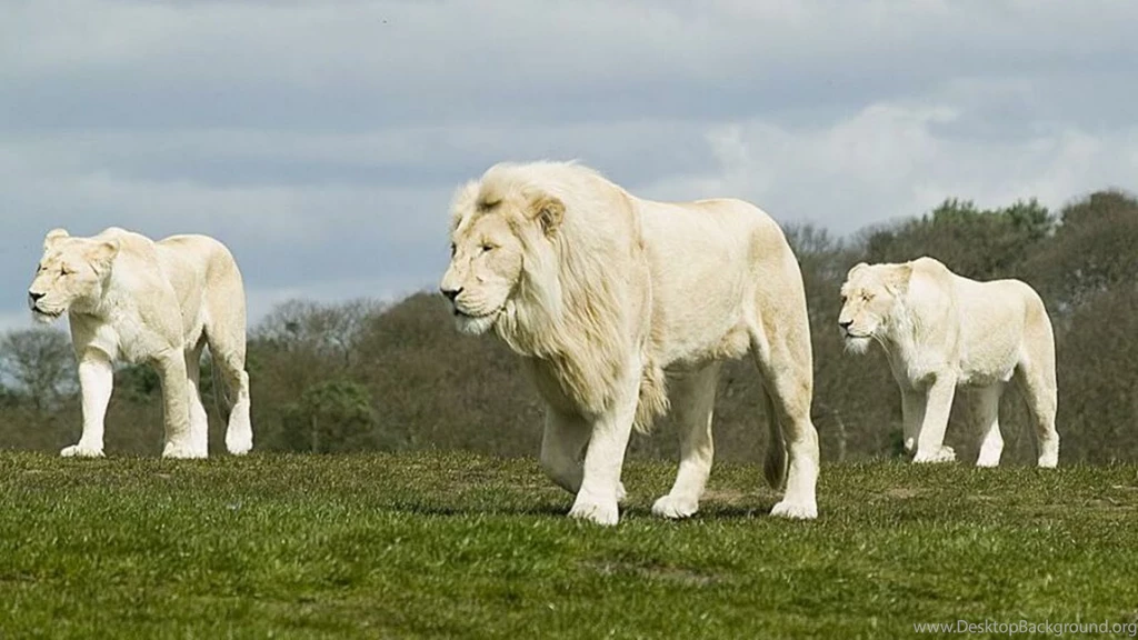 High Definition Lion Wallpapers For Free Download