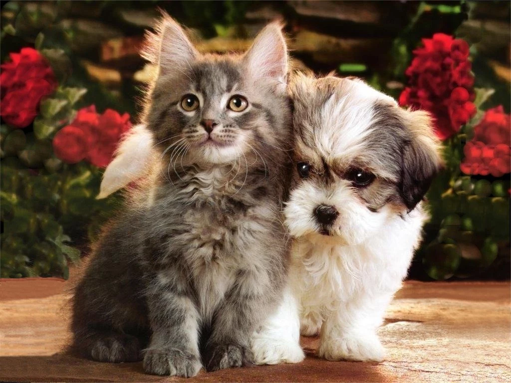 Silver Tabby Kitten And Terrier Puppy Free Animals Wallpapers ...