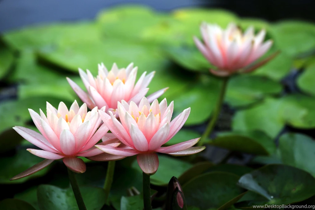 Quotes About Water Lilies. QuotesGram