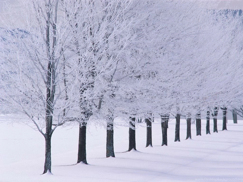 Winter Wallpapers Snow Tree Lined