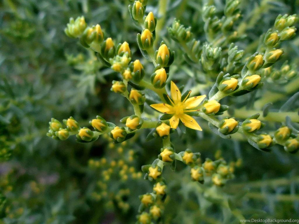 Yellow Flower Pictures, Blooming Flower In Star Style, Unique And ...