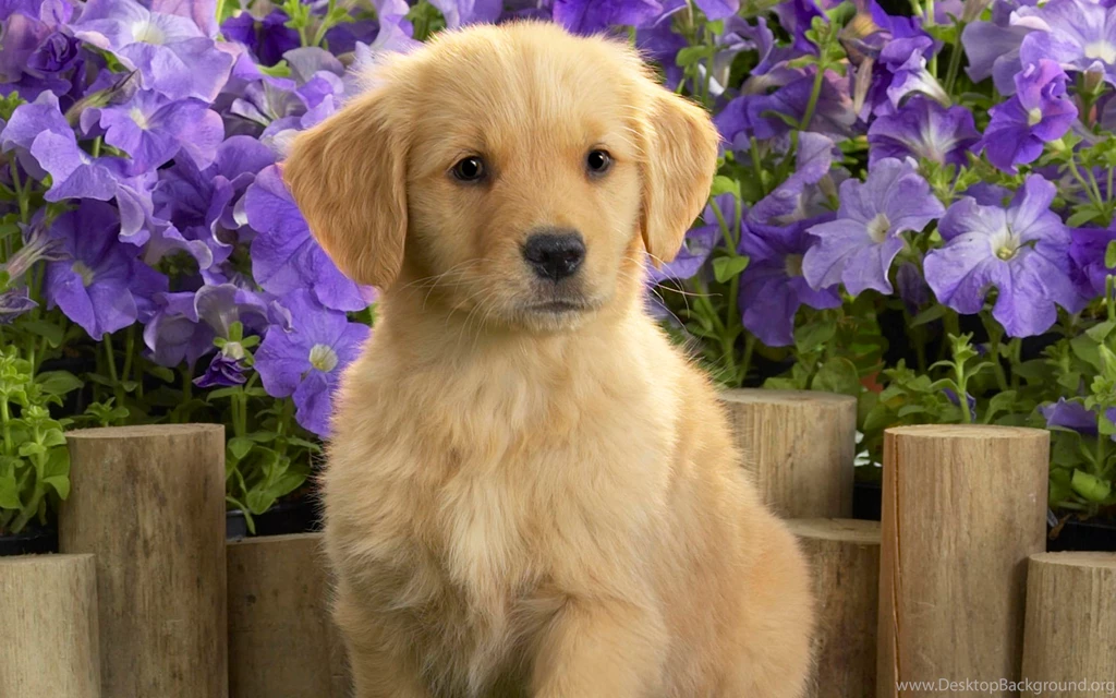 Cute Dog Wallpapers
