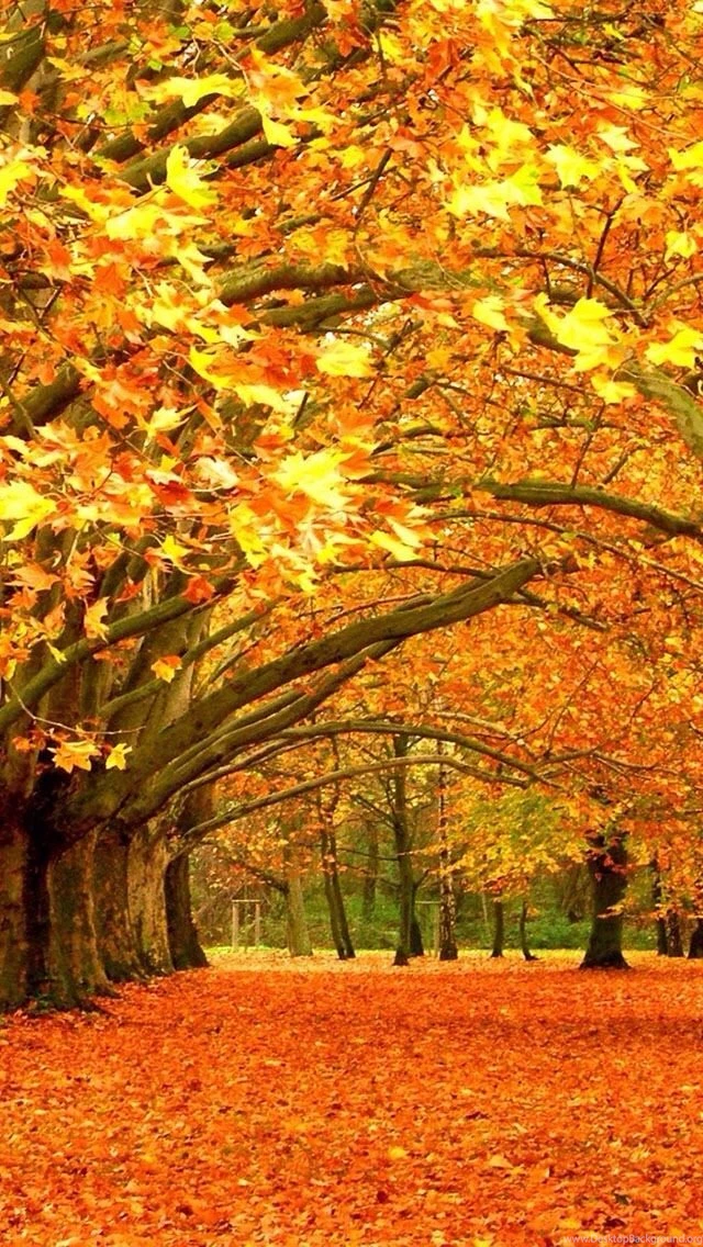 Beautiful Fall Quotes. QuotesGram