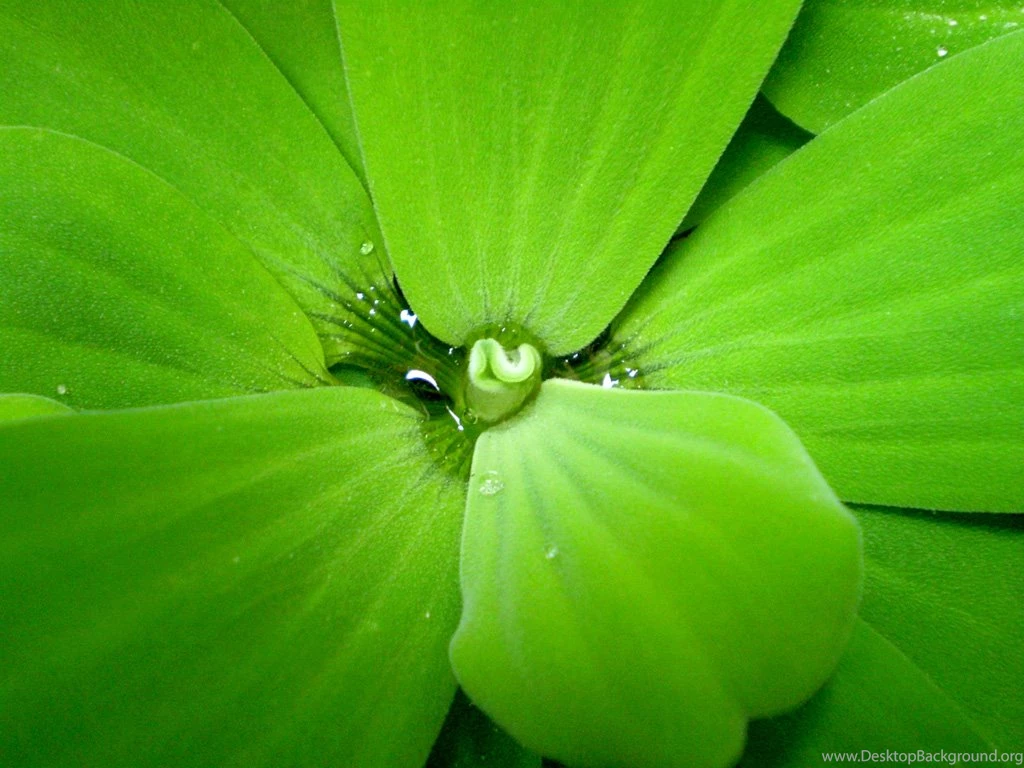 Desktop Wallpapers Full Screen Wallpapers High Definition