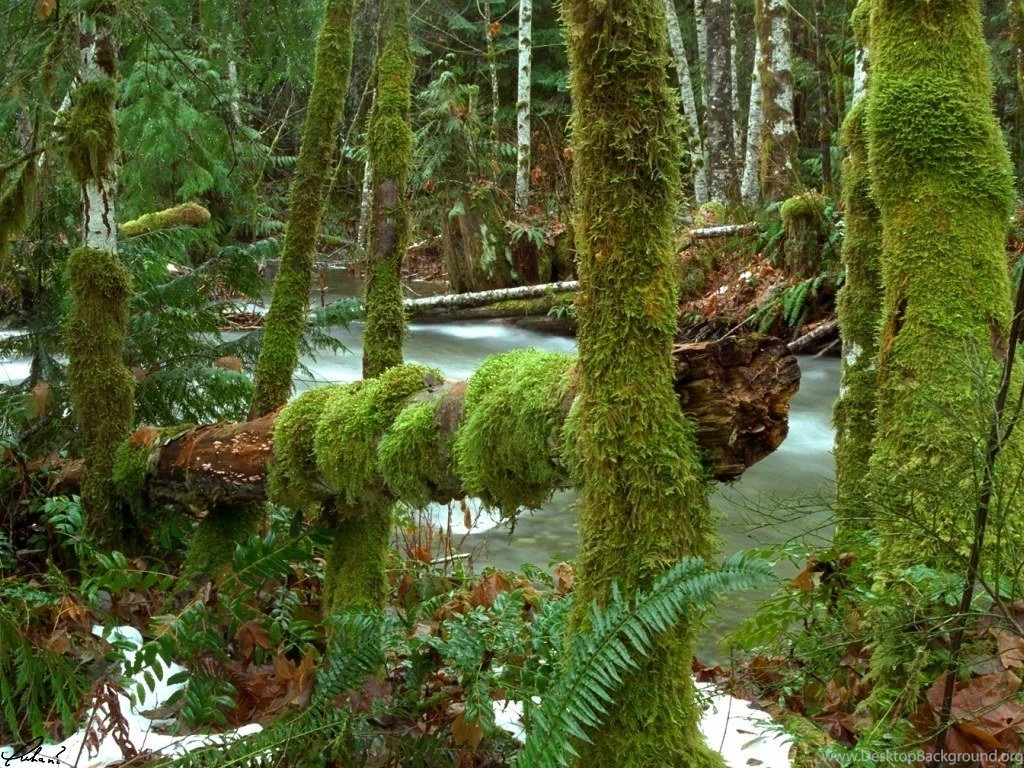 Pacific Rainforest Backgrounds For Desktop HD Nature Pictures ...