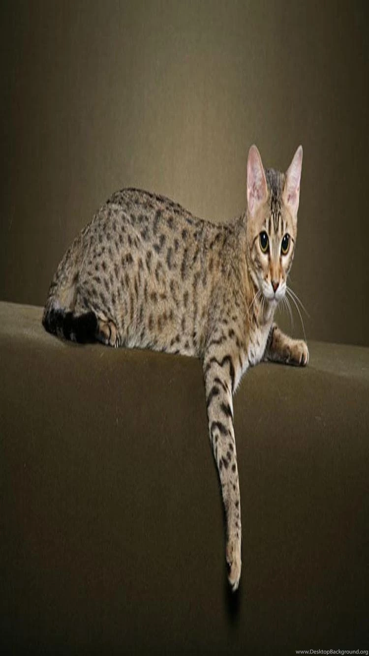 Top 5 Bengal Cat HD Iphone Wallpapers Download Free Purple Walls ...