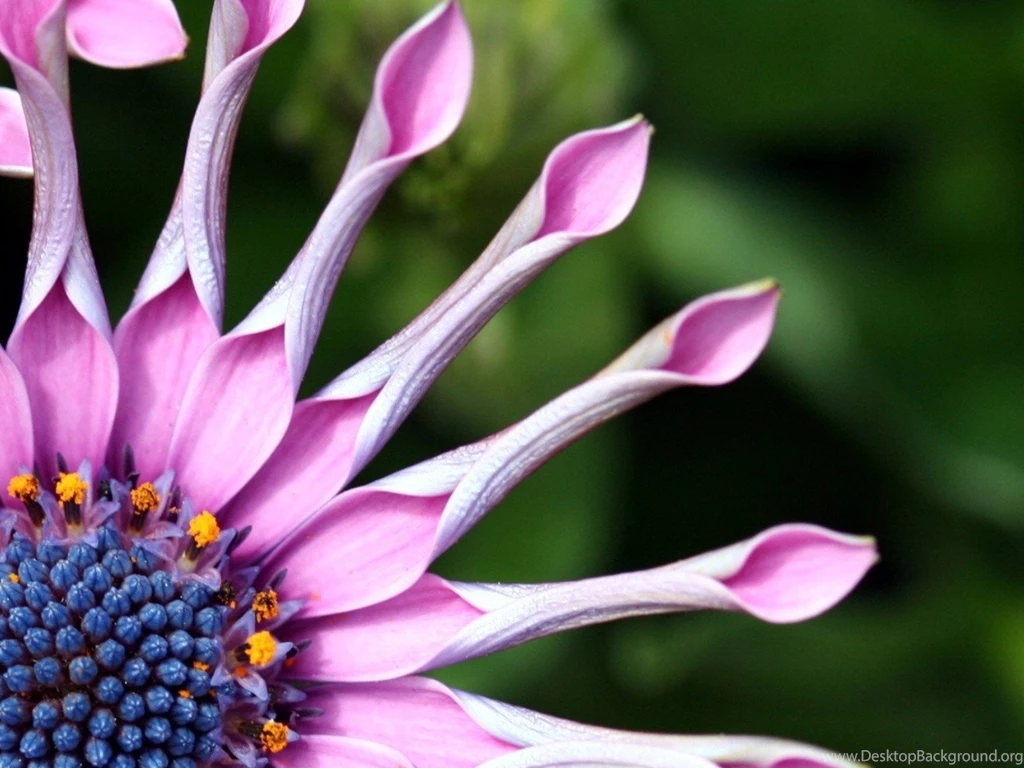Pink Flower Round Leaf High Quality Image