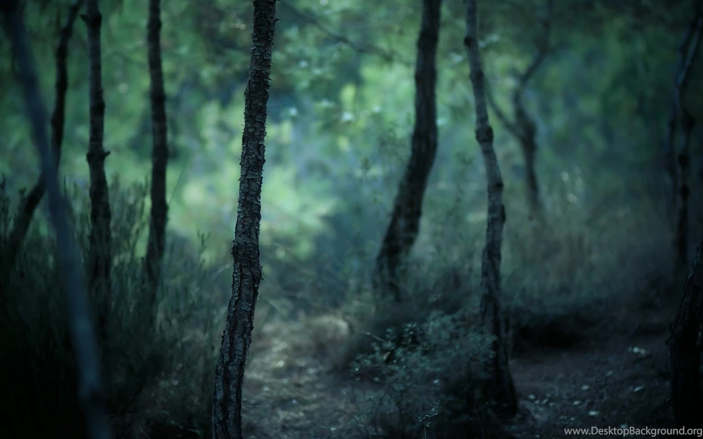 Misty Forest Computer Wallpapers, Desktop Backgrounds