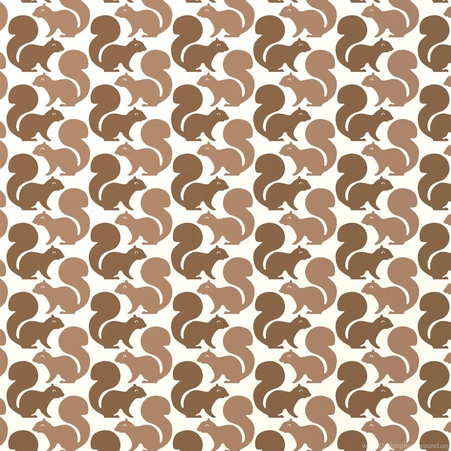 Aimée Wilder Squirrels Latte Wallpapers Wallpapers