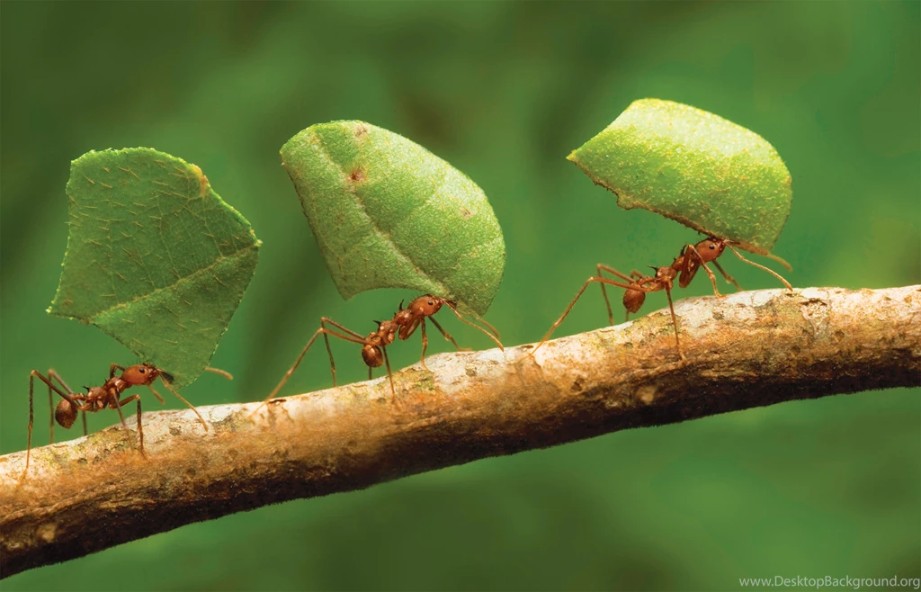 Wallpapers Cute Ant HD Wallpapers