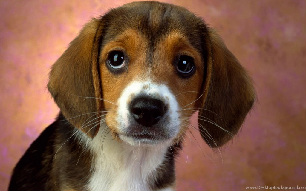 Puppy Eyes Beagle Wallpapers Hd Wallpapers PetPictures