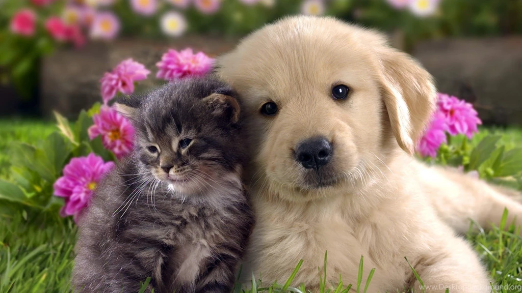 Cats: Best Friends Cat Friend Dog Cute Animal Harmony Backgrounds ...
